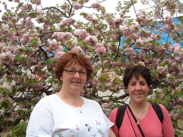 jjosakacherryblossoms.jpg