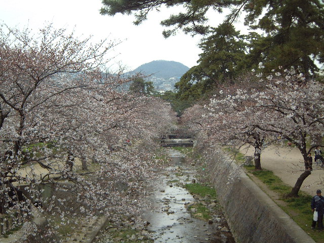 sakura_aa.jpg