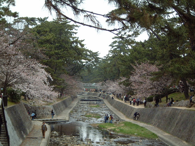 sakura_n.jpg