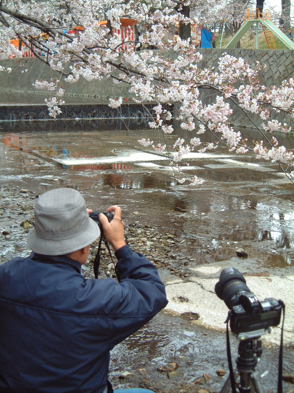 sakura_qqqq.jpg